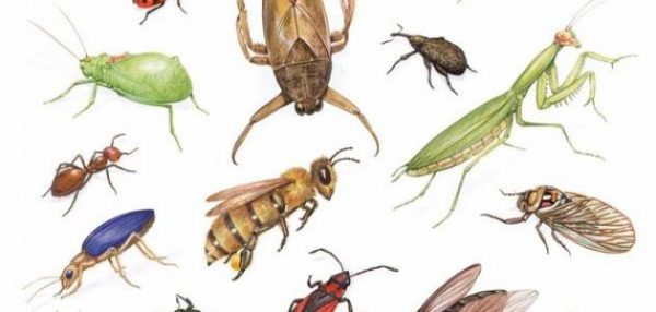 بحث عن الحشرات Insects