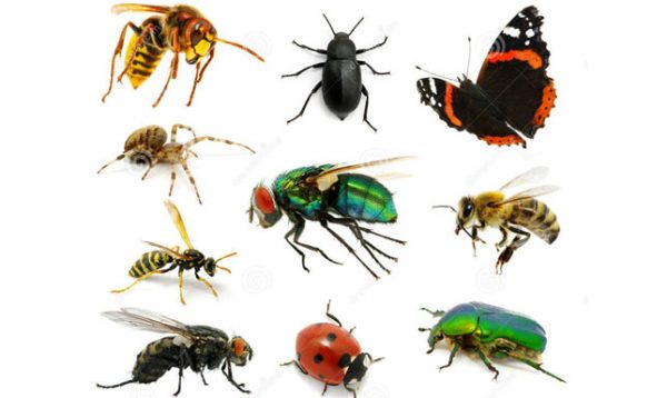 بحث عن الحشرات Insects