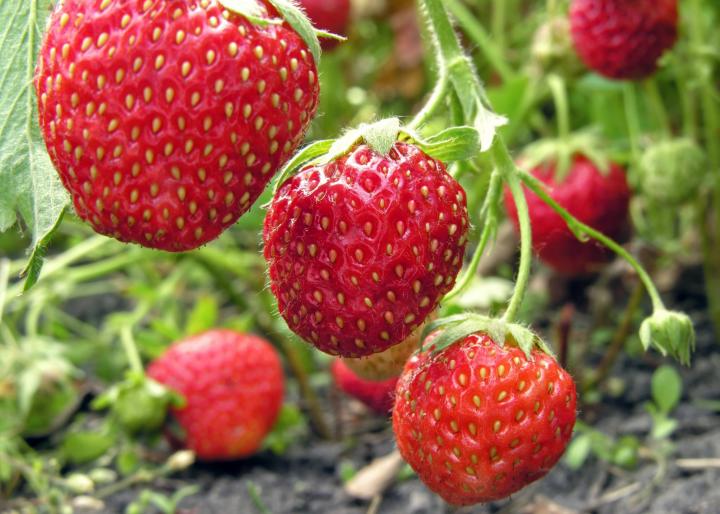 strawberry plant yuriys gettyimages full width