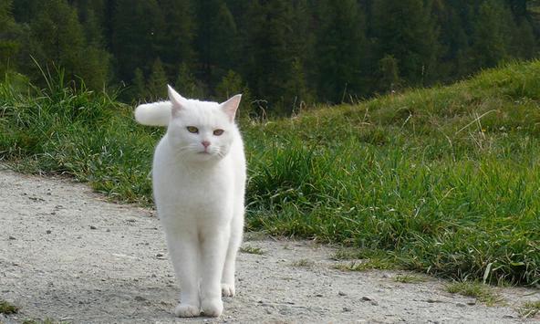 تفسير القطة البيضاء في المنام للامام الصادق