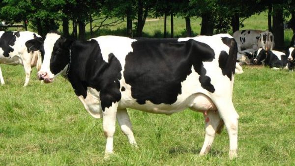 تفسير حلم روث البقر للعزباء