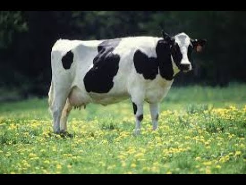 تفسير حلم روث البقر