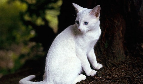 القطة البيضاء في المنام للامام الصادق