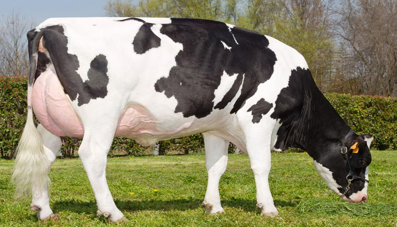 تفسير حلم روث البقر للعزباء