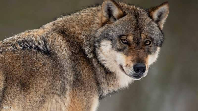 تفسير رؤية الذئب في المنام للامام الصادق