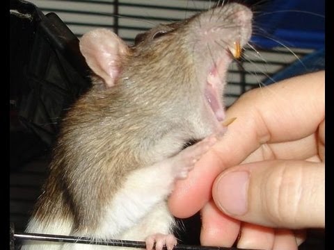 تفسير حلم عضة الفأر في اليد اليمنى