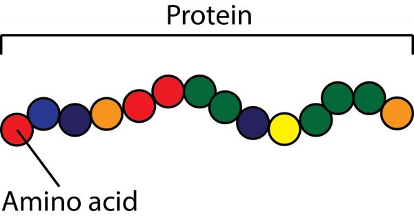 أهمية البروتينات فى إنقاص الوزن