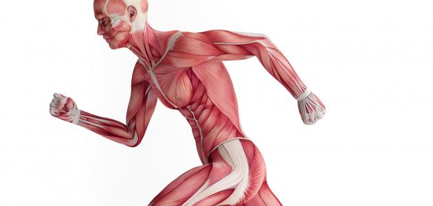 انواع العضلات في جسم الانسان
