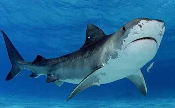 تفسير حلم رؤية سمك القرش في المنام لابن سيرين