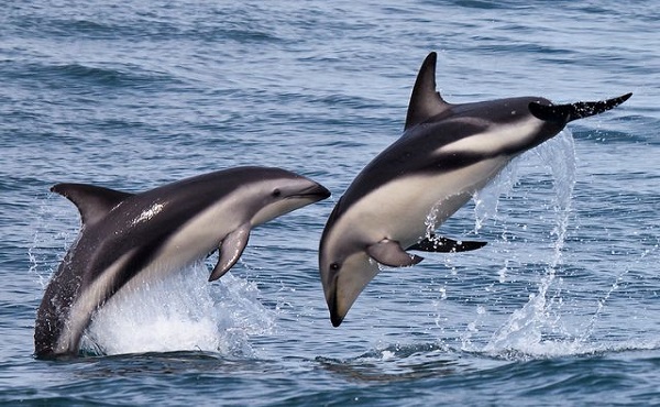 تفسير رؤية مجموعة من الدلافين في المنام