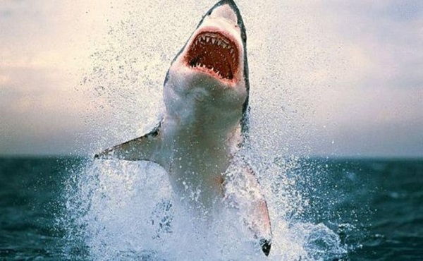 تفسيرحلم سمك القرش يهاجمني