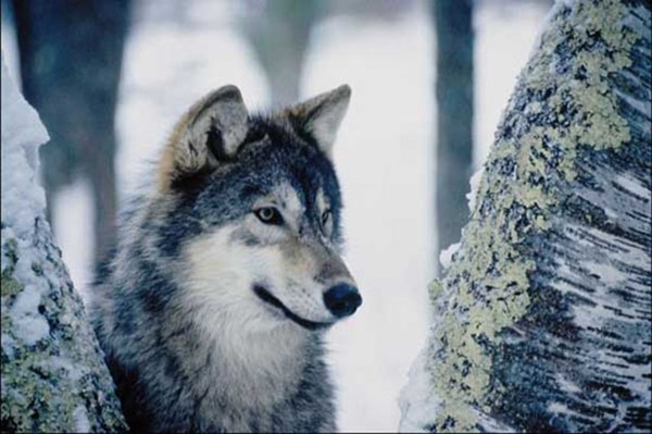 تفسير حلم الذئب الرمادي