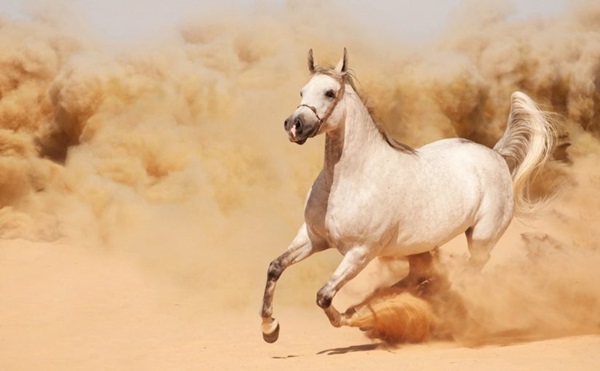 تفسير حلم الحصان الأبيض الهائج 