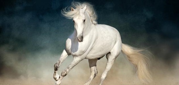 تفسير حلم الحصان الأبيض الهائج 