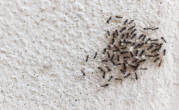 تفسير رؤية النمل على الحائط في المنام