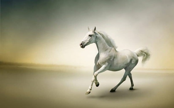 تفسير حلم الحصان الأبيض الهائج